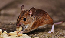 24 Hour & Emergency Exterminators in Lively Grove, IL